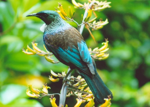 The New Zealand Tui