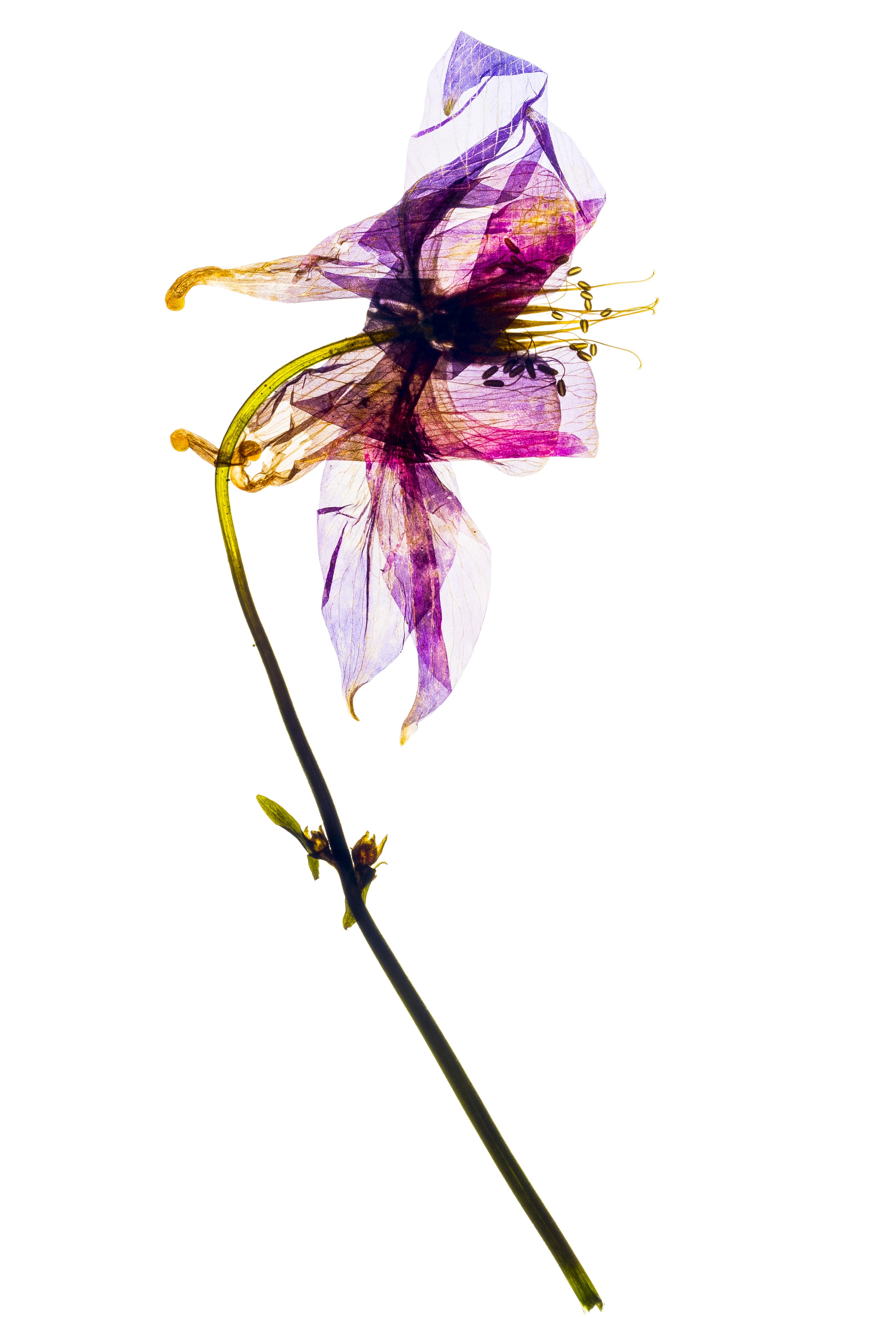 The Devine Remains #8 by David Lupton