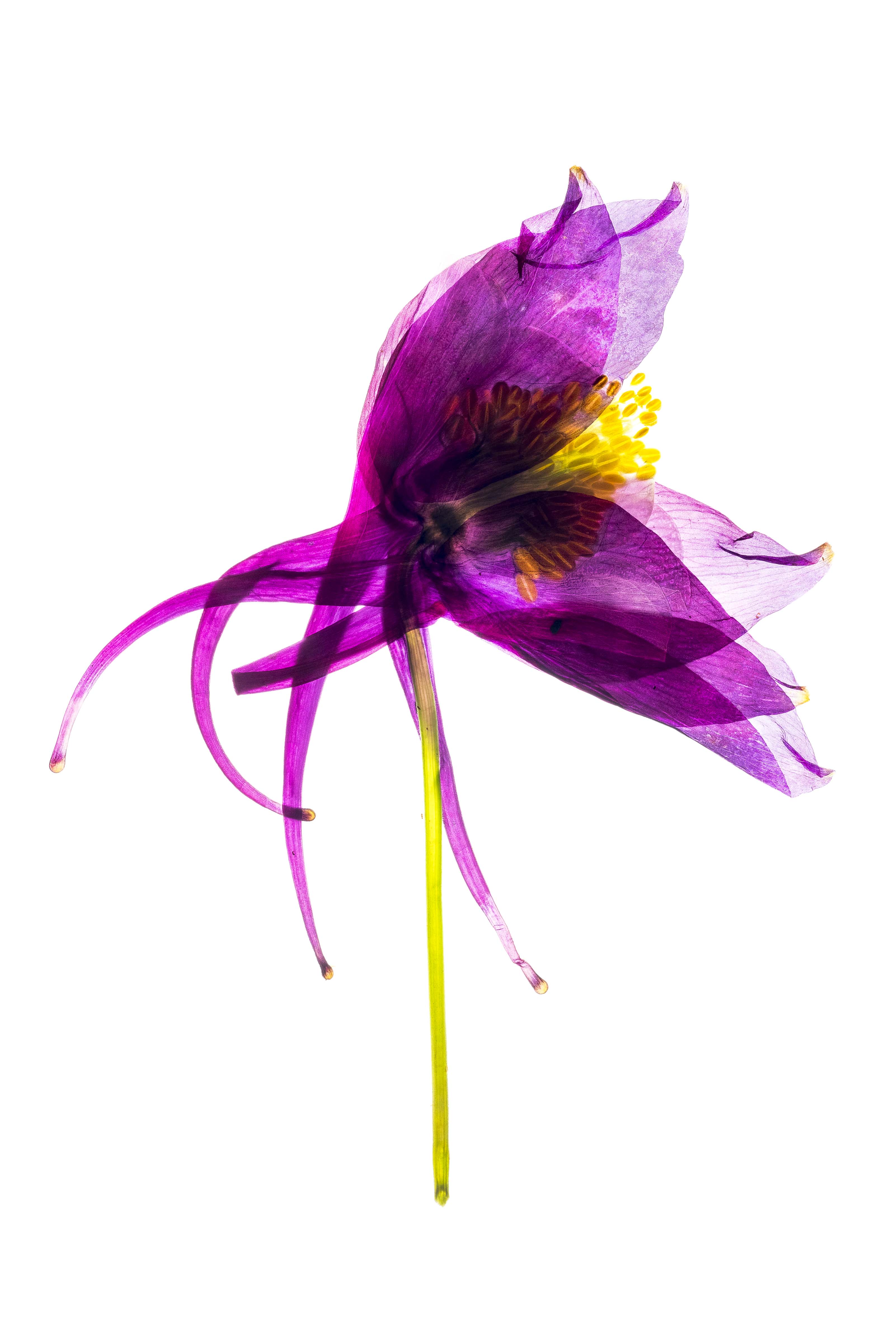 The Devine Remains #10 by David Lupton