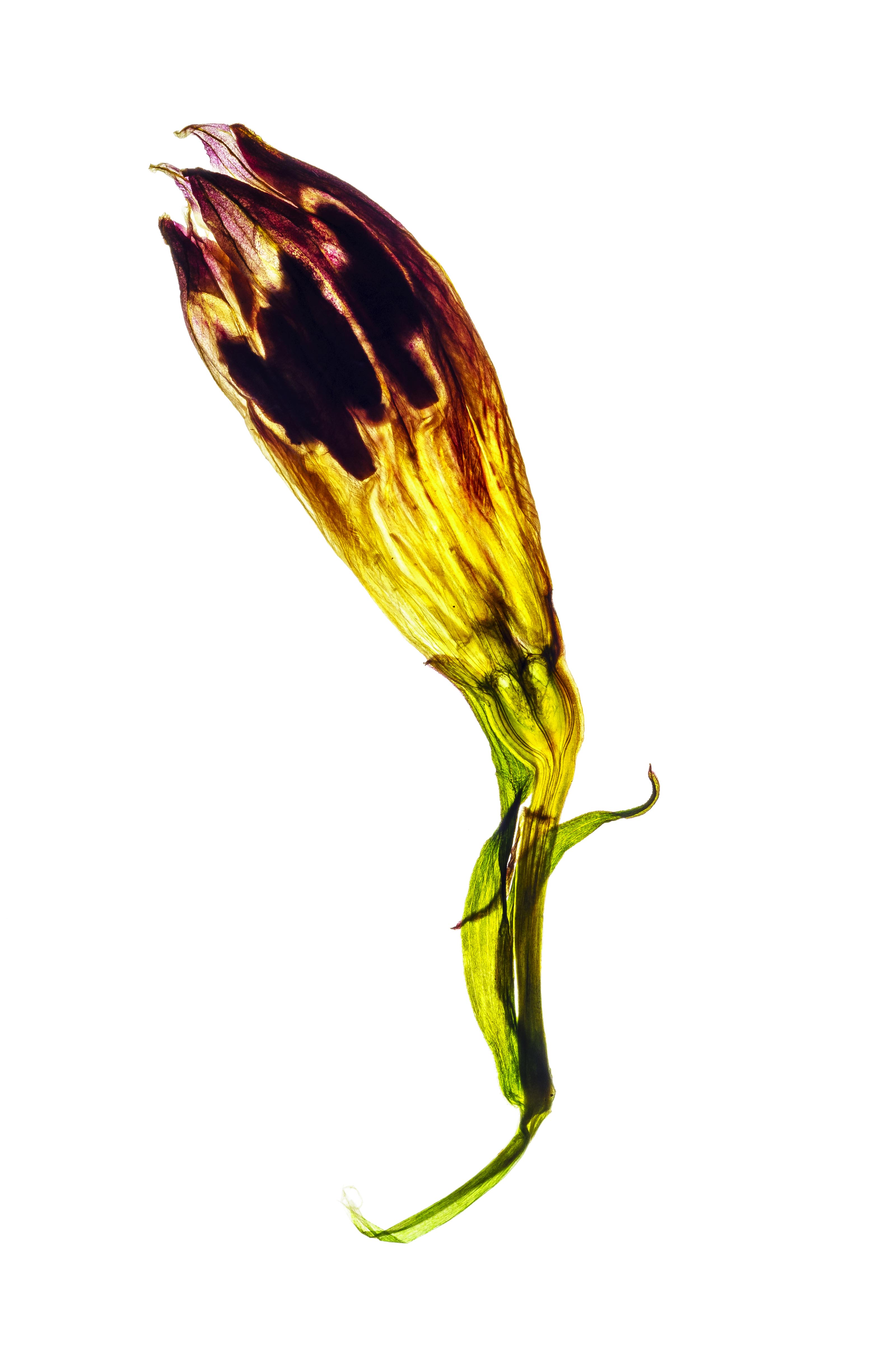 The Devine Remains #16 by David Lupton