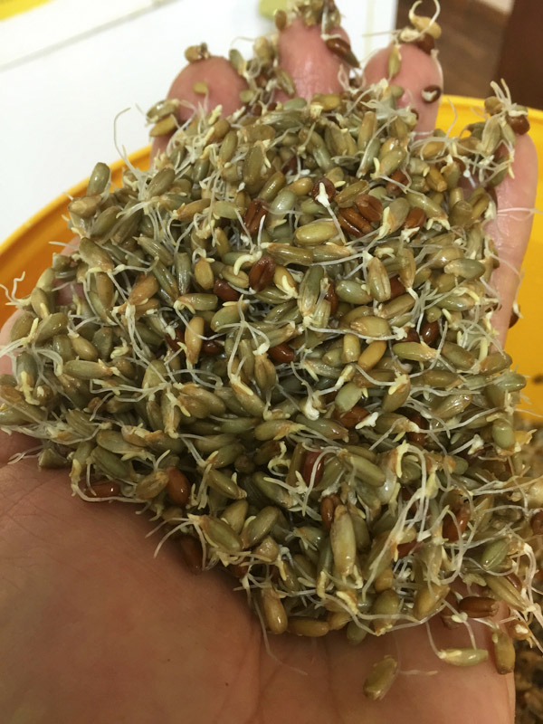 Sprouted grain