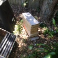 The small one box hive is what we started with. The two box hive is stage two.