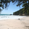 looking out from under the Pohutakawa trees on Orakawa bay
