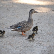 'Round the Lake Relay' at Virginia Lake, 11/9/17.