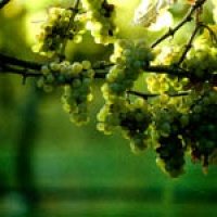 Winery and Cuisine Tours