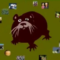 the wombat