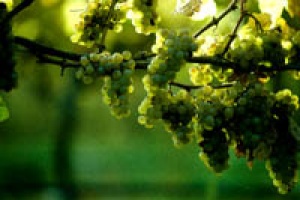 Winery and Cuisine Tours