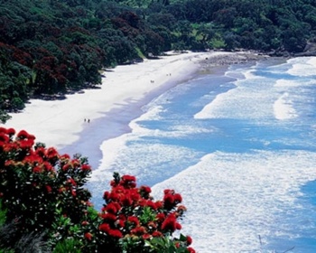 Looking down on Orakawa Bay through Pohutakawa blossom