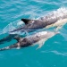 Dolphins