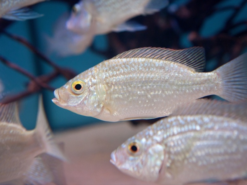 Aquarium Toggenburg Alles Rund Ums Aquarium Im Toggenburg