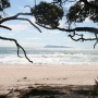 looking out to Mayor Island from under the trees at Orakawa Bay