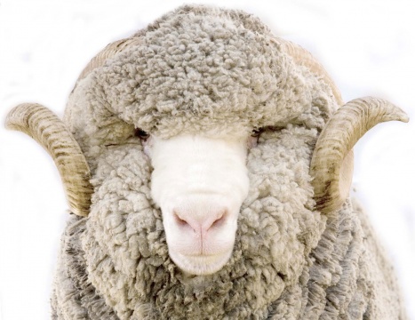 Merino Sheep