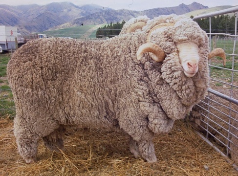 Merino Sheep
