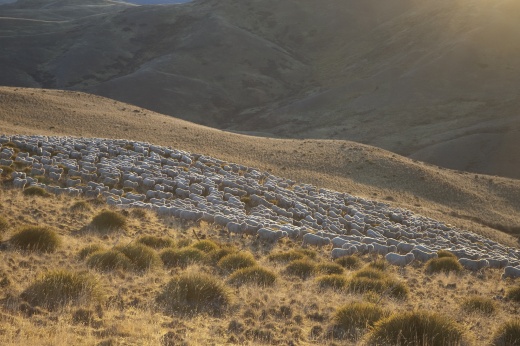 Muster of Sheep