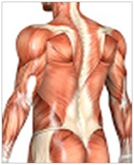 body
