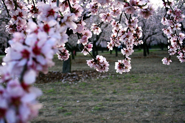 Photo: Almond tree blossoms in Madrid