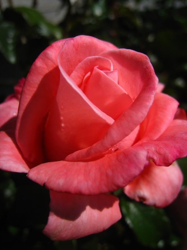 Aotearoa rose in the garden