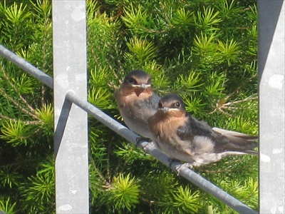 Young welcome swallow chicks just fledged
